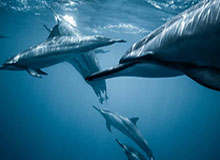 kaiyun 官网-【欧洲杯】莫拉塔加时破门 西班牙5比3淘汰克罗地亚